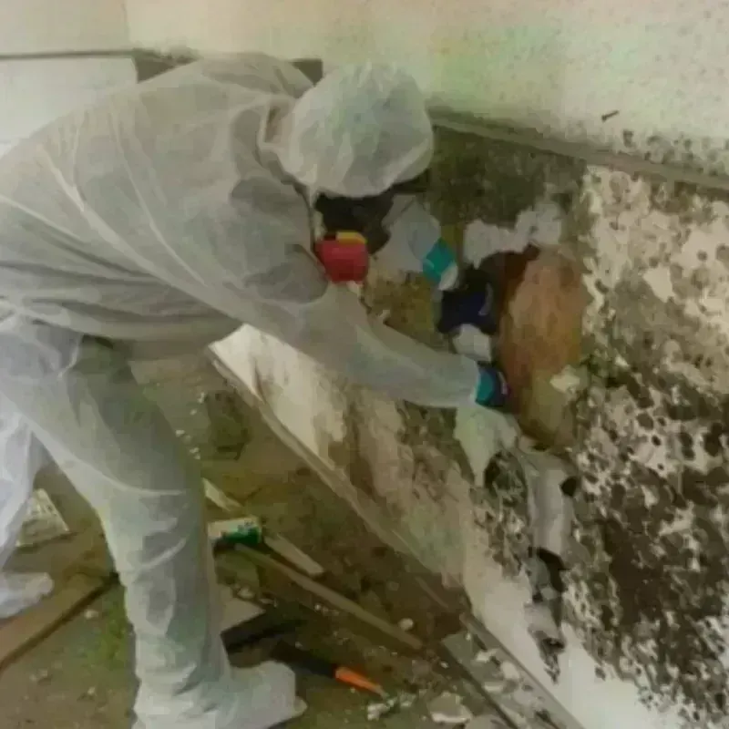 Mold Remediation and Removal in Naperville, IL